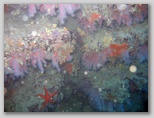 Promontorio dell'Argentario: Scoglio del Corallo. Qui ad una profondità di 24 metri si trova corallo in abbondanza da qui il nome dello scoglio. 