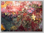 Isola d'Elba: corallo alle coralline
