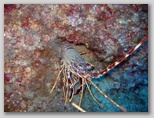 Isola d'Elba: una aragosta decisamente grande. Questa aragosta è stata fotografata a meno 40 mt di profondità alle Coralline Interne.