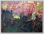 Isola d'Elba: corallo alle Coralline Interne.