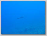 L'isola di Giannutri: un barracuda.