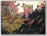 Anthias nel loro territorio preferito: il corallo nei pressi dell'Isola d'Elba