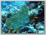 Sharm El Sheikh